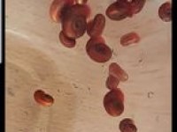 RAMSHORN SALYANGOZ RED KIRMIZI