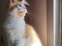 Tüm aşı ve belgeleri eksiksiz şecereli safkan maine coon