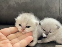 Safkan Silver Erkek British Shorthair