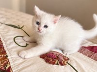 British Shorthair 2 Aylık Erkek Kedidir