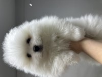 2 Aylık Erkek Pomeranian Boo