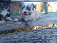 Anne morkie baba maltese