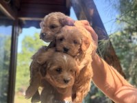 Maltipoo yavrularımız yeni yuvasını arıyor