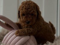 KALİTELİ TOY POODLE YAVRULARI