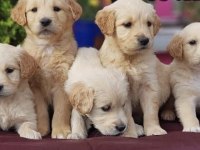 Yavru golden retriever yavrularımız
