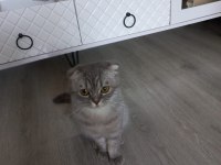 7 aylık dişi scottish Fold