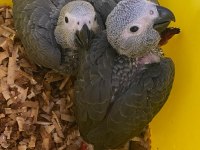 Yasal adınıza evraklı bebek jako papağanlar