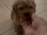 Maltipoo Erkek