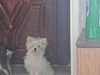 Tatlış yorkshire terrier bebek