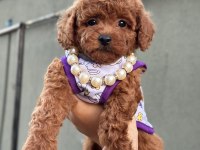 Orjinal toy Poodle yavrular