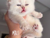Ns11 dişi yavru british longhair
