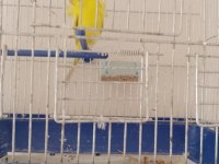 Japones dişi muhabbet kuşu