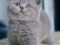 YAVRU BRİTİSH SHORTHAİR KEDİSİ