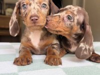 Chocolate Merle A Kalite Aşılı Dachshund Bebeklerimiz