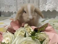 Hollanda lop tavşanı
