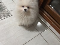 Pomeranian boo ayı surat bebek erkek