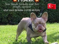 Erkek Blue And Tan İsabella Carrier French Bulldog Yavrular