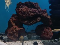 Transgenetik Tetra