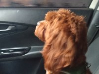 Toy Poodle Köpeği