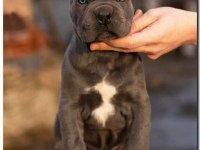 Her şeyi tam cane corso yavrular