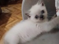 2 aylık dişi ve erkek scottish fold yavrularım