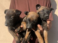 Belçika malinois yavrular