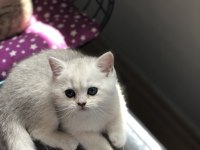 Pofidik british shorthair bebeklerim yeni yuvalarını arıyor