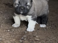 Kaliteli kangal yavruları