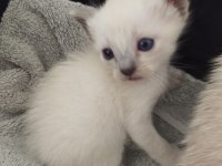 20 ŞUBAT DOĞUMLU SİYAM KEDİSİ KEDİLER
