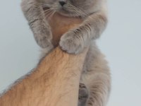 2 yaşında dişi british shorthair kedimiz