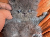 Safkan persian yavruları