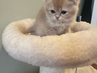 A kalite özel gold yavru british shorthair