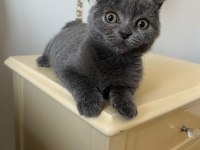 ücretsiz 3,5 aylık scottish fold yavrumuza yuva arıyoruz