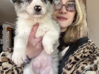 12 Yıllık üreticiden Border Collie Yavrular