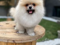 Ayı surat tecaup kore pomeranian yavrum
