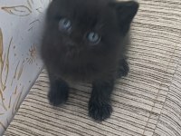 British shorthair en uygunu