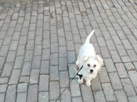7 Aylık çipi var gayet sağlıklı köpeğimiz