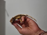 Crested gecko