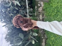 Irk Ve Sağlık Garantili Poodle bebekler