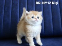 British Shorthair Golden Ny12 Disi Yavru