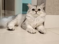 1.5 Yaşında Safkan British Longhair - Tamamen Ücretsiz