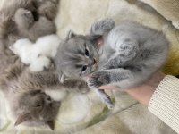 Anne kedi ve yavru kediler sahiplendirilecek
