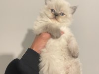 Blue point british longhair kedilerim