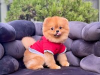 Pomeranian Boo Gülen Surat Arayanlara