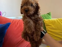 Mükemmel Kalitede Red Brown Poodle Yavru
