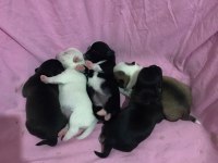 Chihuahua Yavrularımız