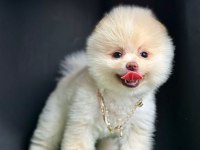 Safkan Pomeranian Boo Bebekler