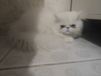 4 aylık erkek egzotic shorthair