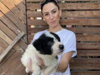 Border Collie yavrularım sağlık ve ırk garantilidir