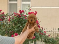 Kaliteli kore kan poodle